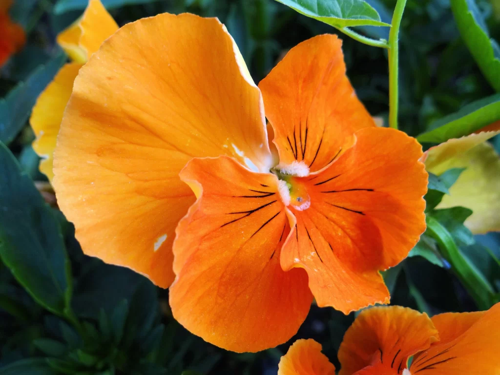 Orange Pansy Petals Vibrant Green Leaves
