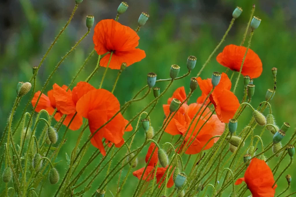 Orange Poppy Blooms Green Stems