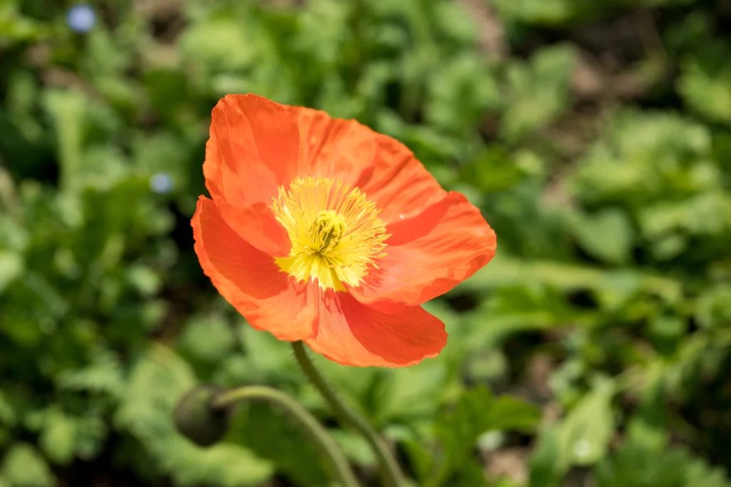 Orange Poppy Bright Yellow Center Petals Green Leaves