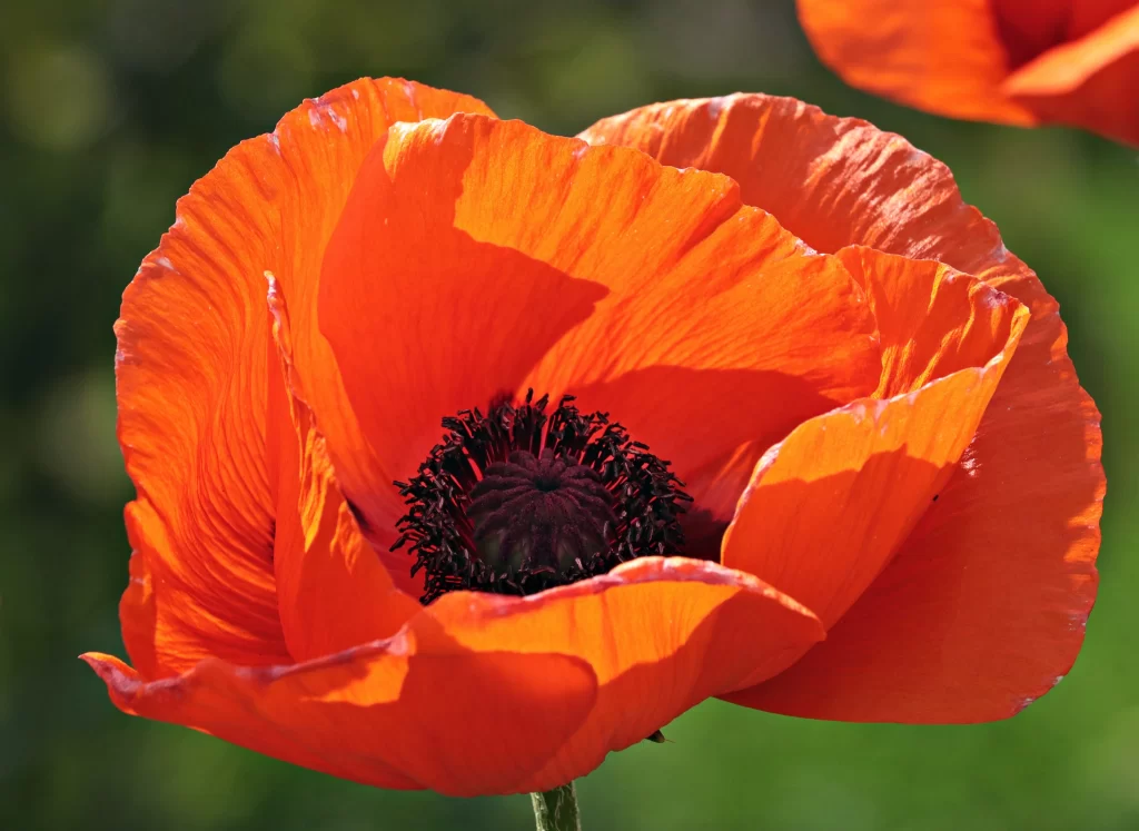 Orange Poppy Petals Center Black