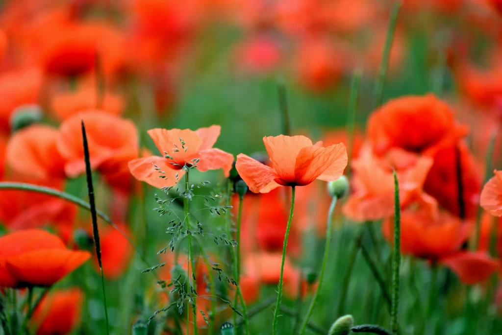 Orange Poppy Petals Green Stems