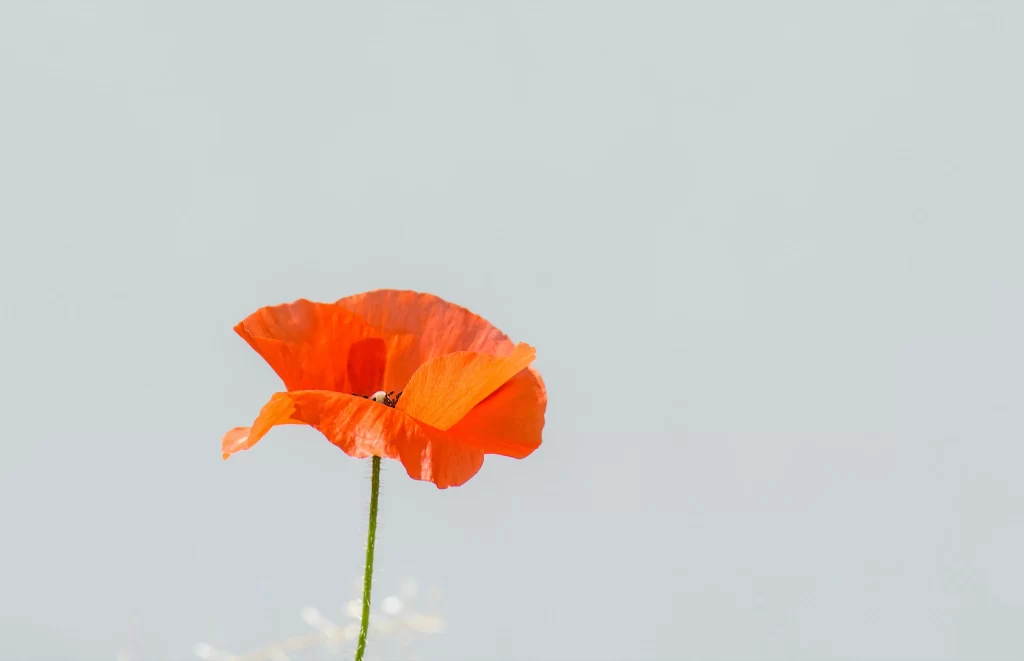 Orange Poppy Petals Stem