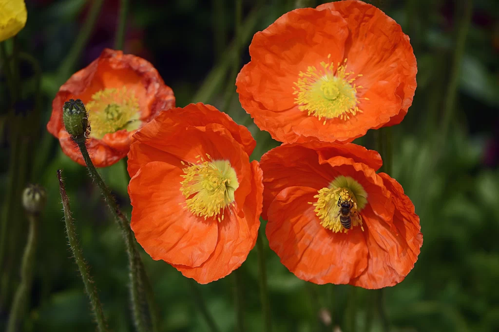 Orange Poppy Petals Yellow Center Bee