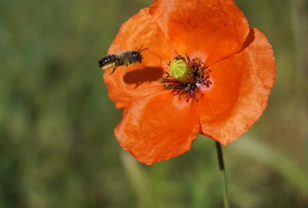 Orange Poppy Petals Yellow Center Green Stamen