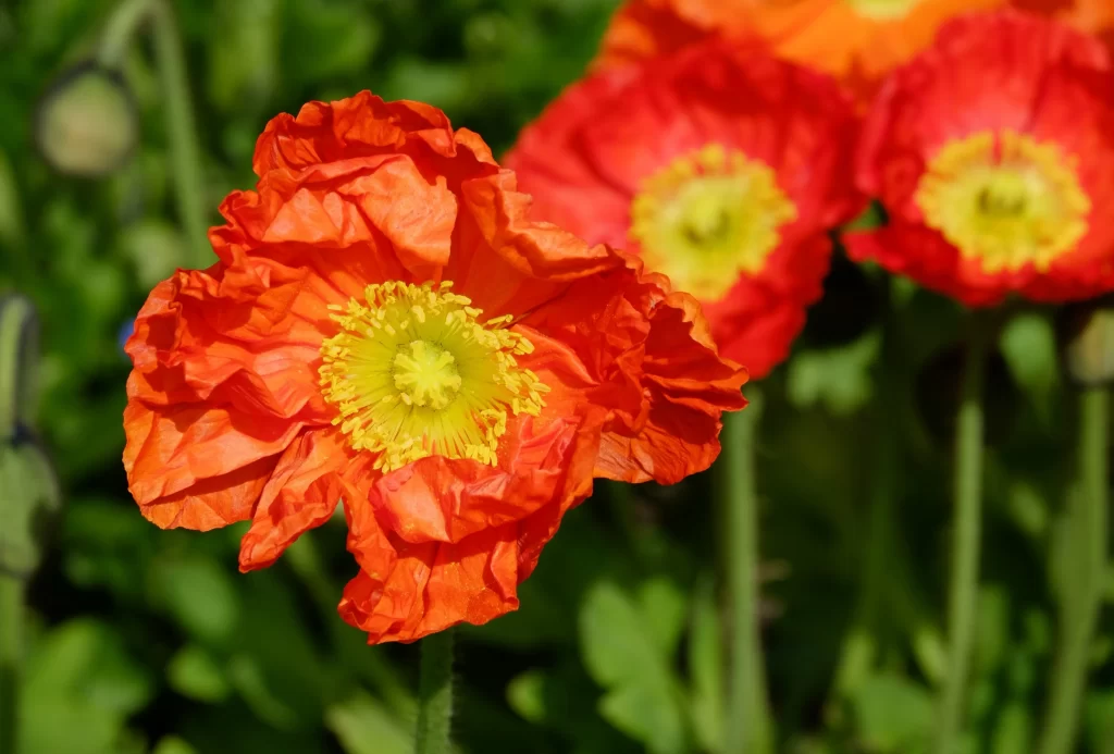 Orange Poppy Ruffled Petals Yellow Center Green Leaves