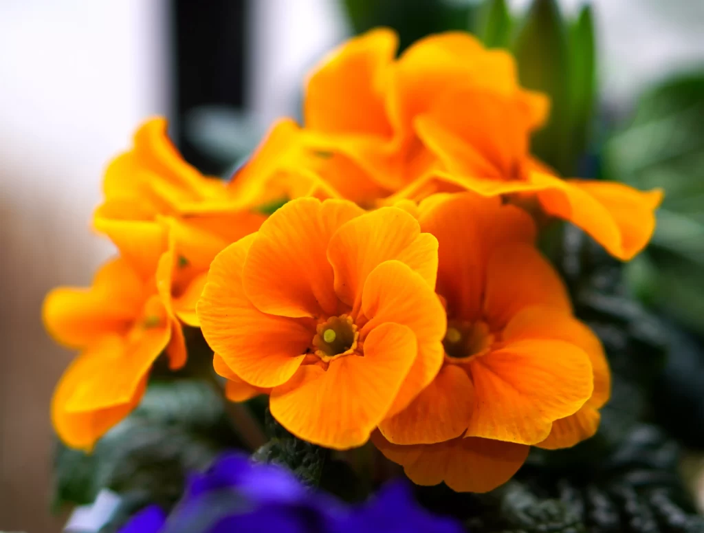 Orange Primrose Petals Bright Yellow Center
