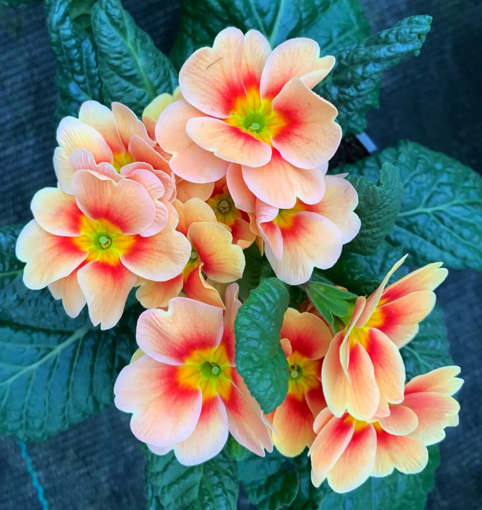 Orange Primrose Petals Green Leaves