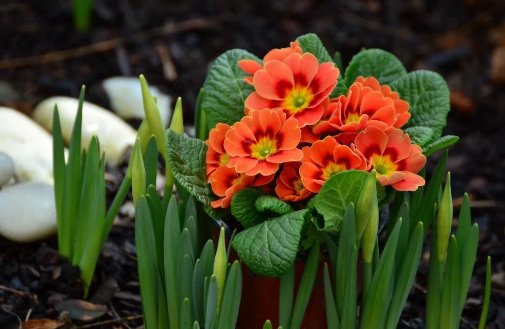 Orange Primrose Petals Green Leaves