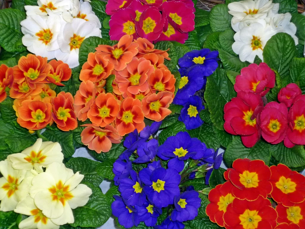 Orange Primrose Petals Yellow Center Green Leaves