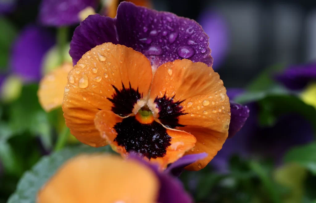 Orange Purple Pansy Petals gray Dewdrops
