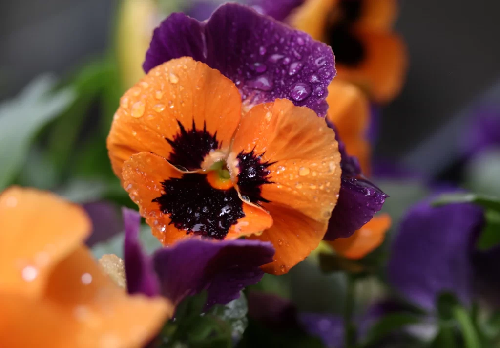 Orange Purple Pansy Petals warm Dewdrops