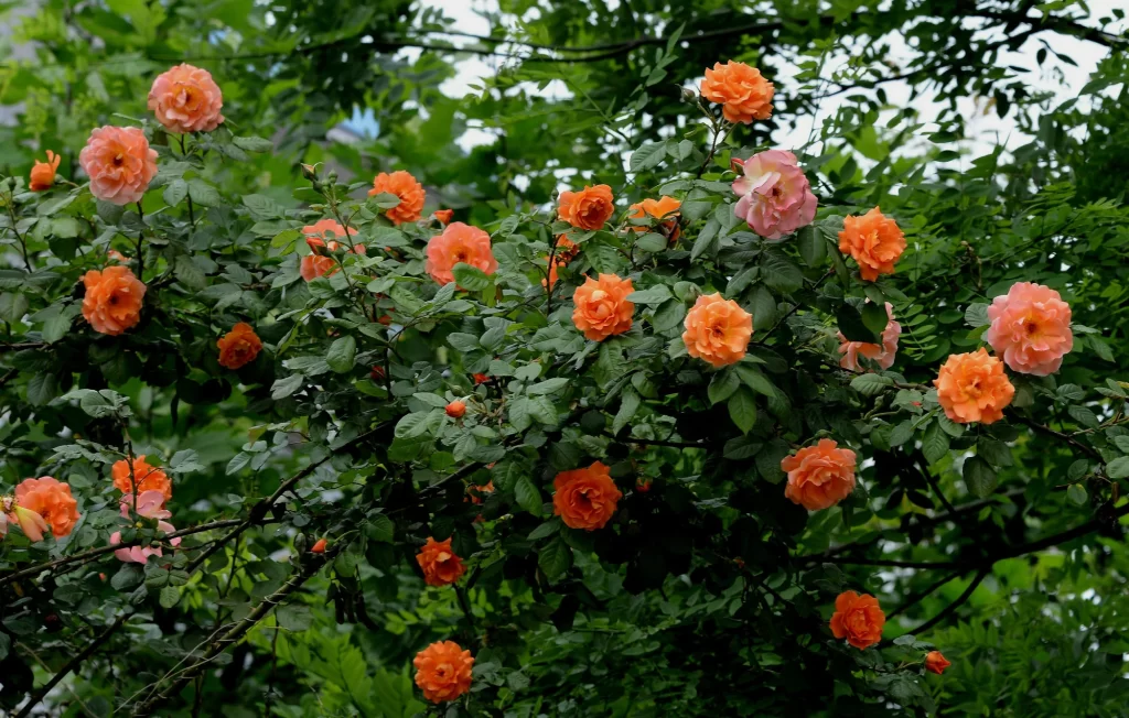 Orange Rose Bush Petals Green Leaves