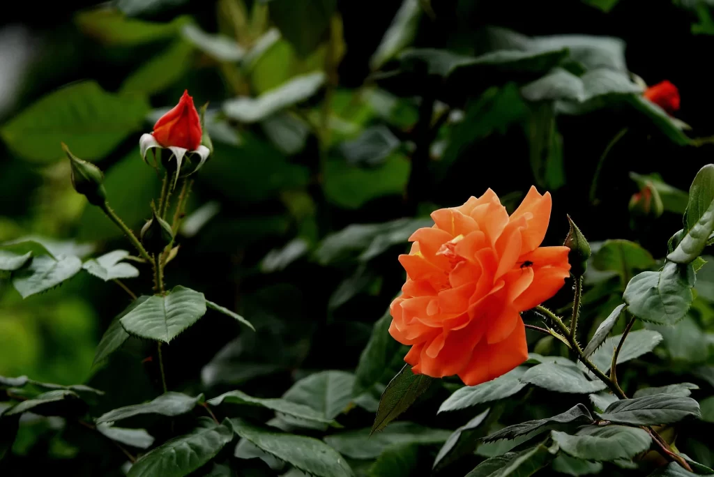 Orange Rose Petals Bloom Green Leaves