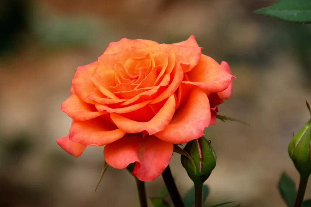 Orange Rose Petals Blooming