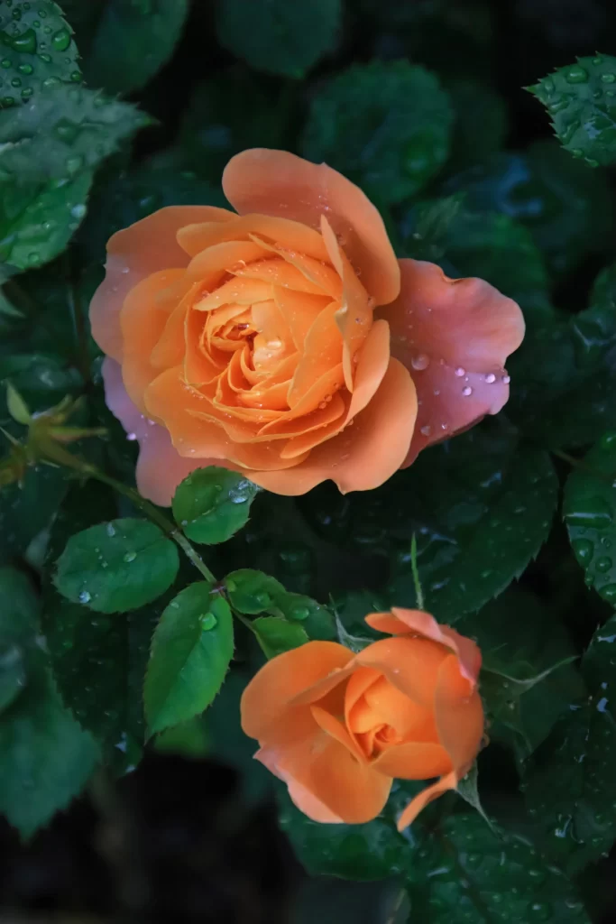 Orange Rose Petals Dewdrops Green dark Leaves