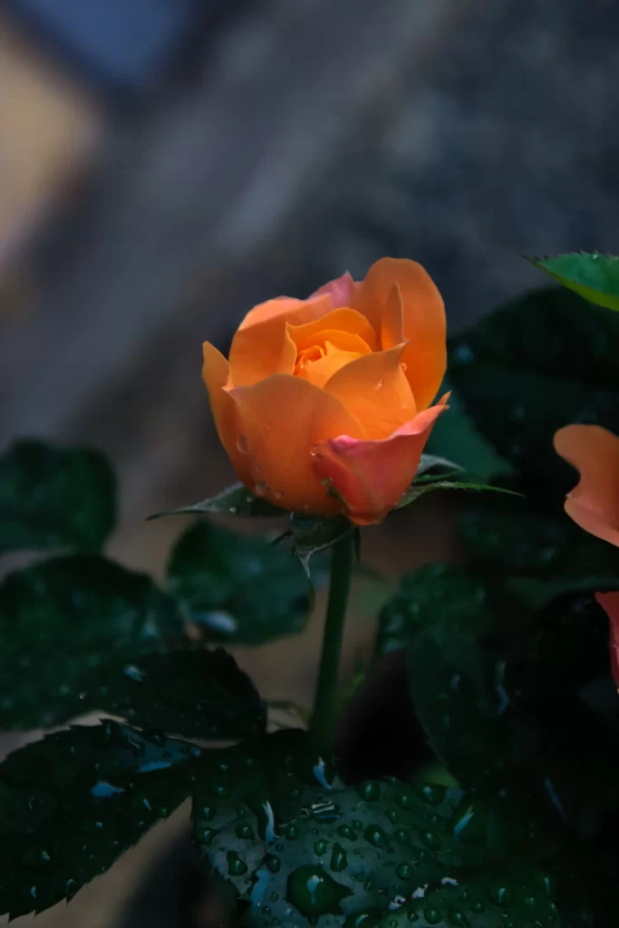 Orange Rose Petals Dewdrops Green dark Leaves