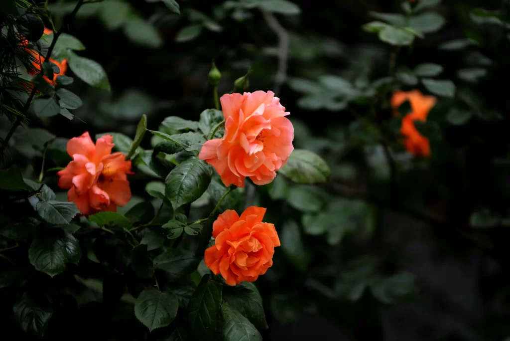 Orange Rose Petals Green dark Leaves
