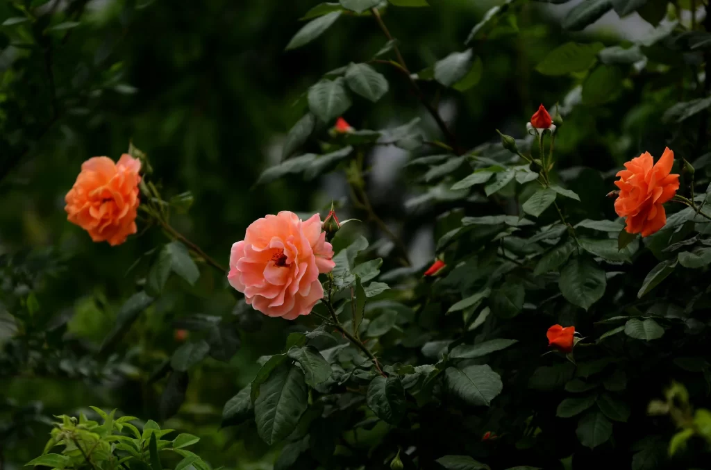Orange Rose Petals Green dark Leaves