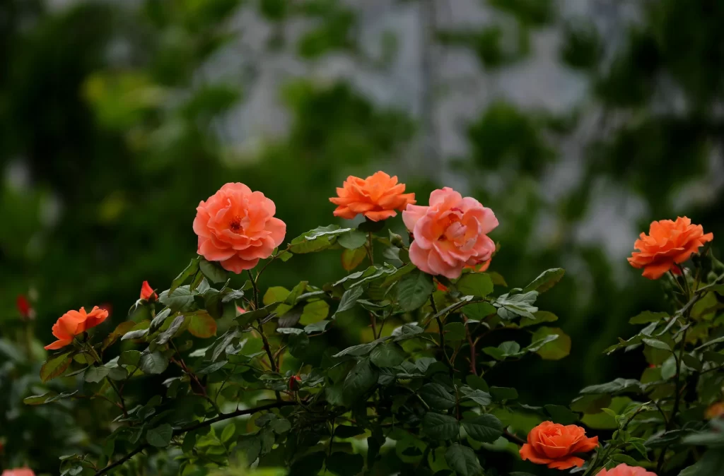 Orange Rose Petals Green dark Leaves