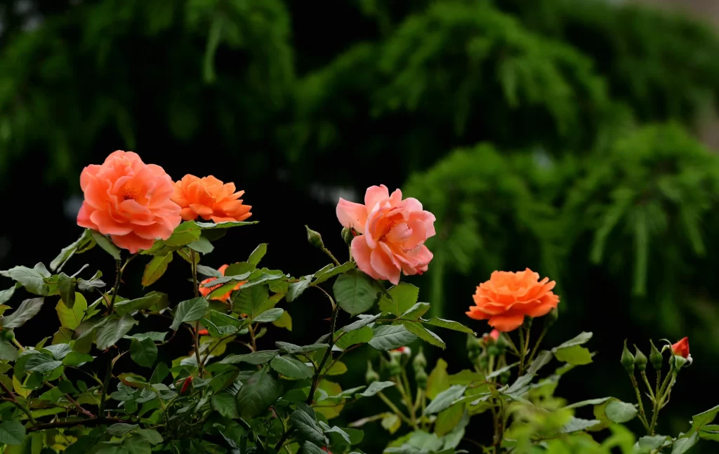Orange Rose Petals Green dark Leaves