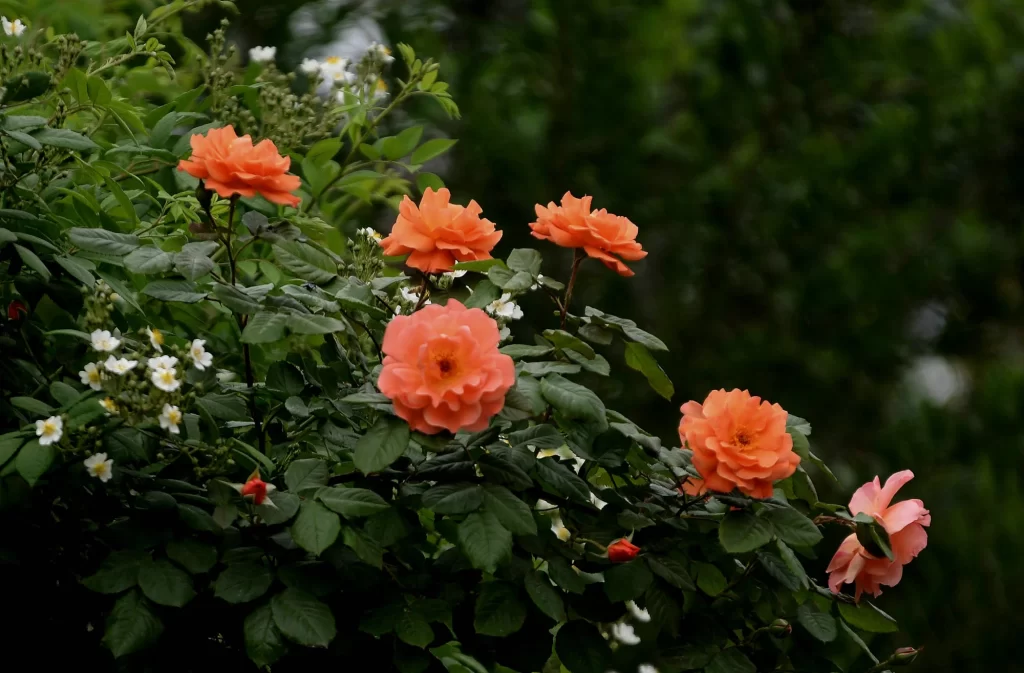 Orange Rose Petals Green dark Leaves