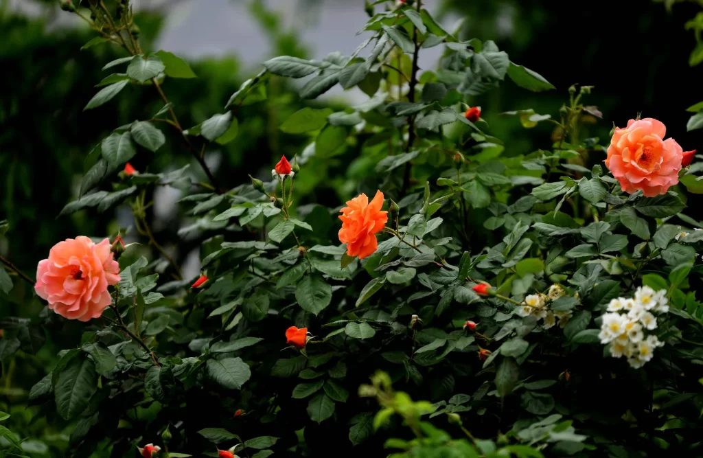 Orange Rose Petals Green Leaves Blooming