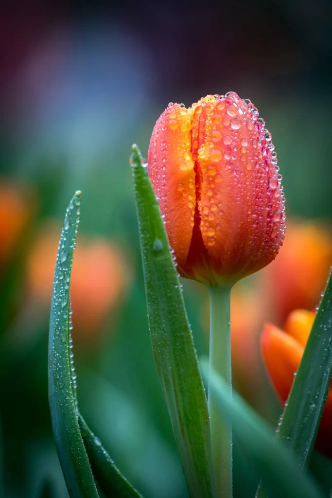 Orange Tulip Dewdrops Petals Green Leaves