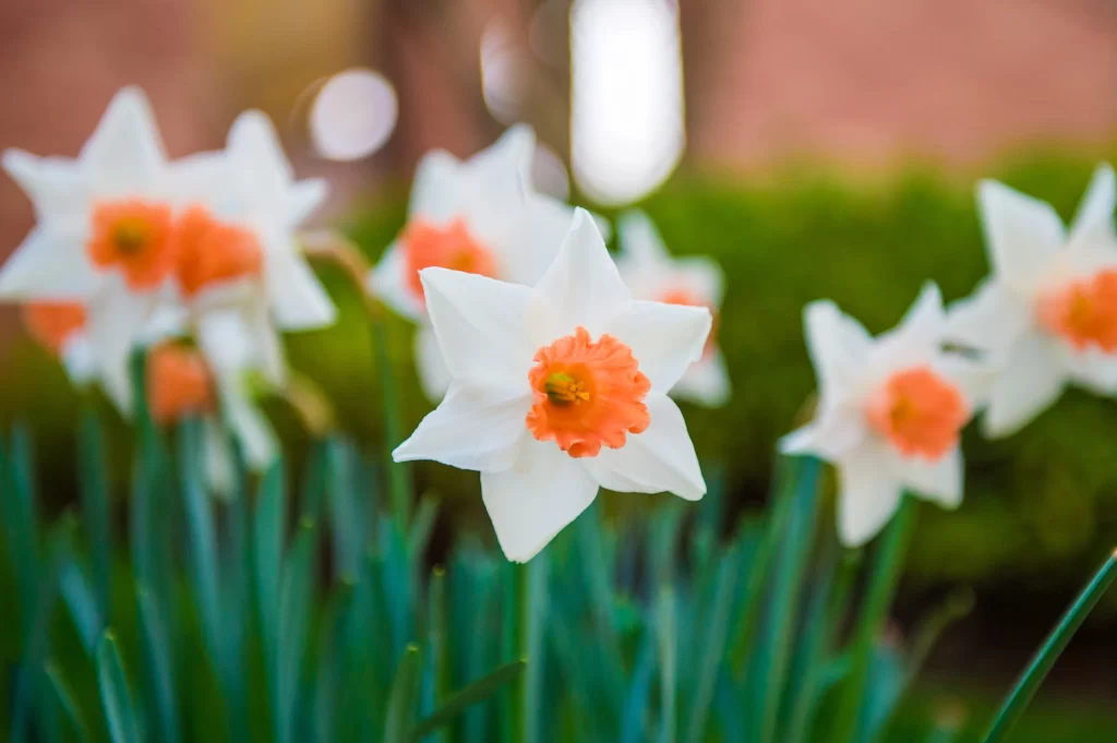 Orange White Daffodil Petals Green Stems