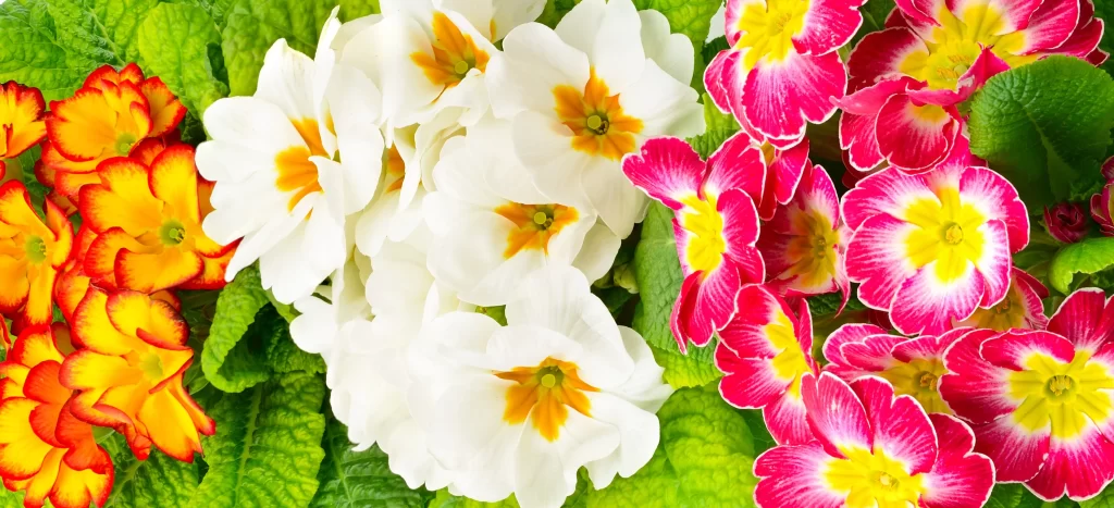 Orange Yellow Primrose Petals Green Leaves