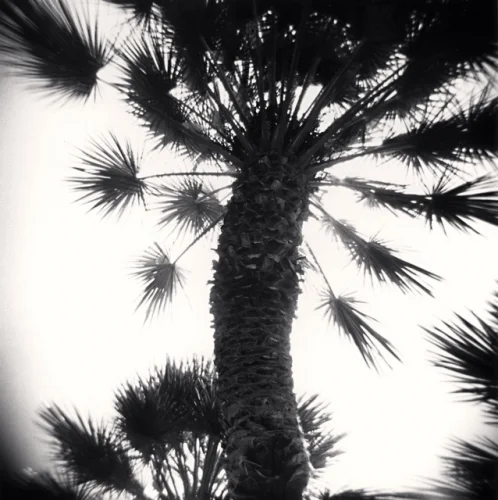 Palm Tree Silhouette High Contrast Nature Dramatic Atmospheric