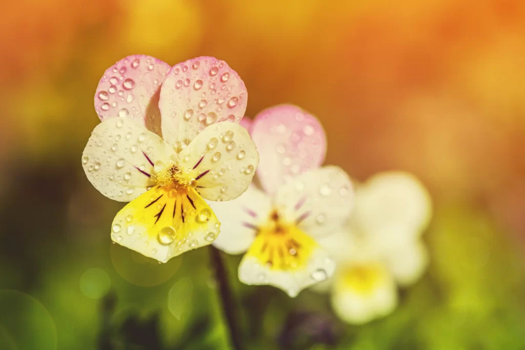 Pansy Dewdrops Pink White Yellow Petals