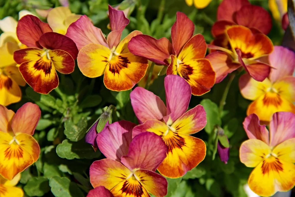 Pansy Multicolored Petals Yellow Orange Red