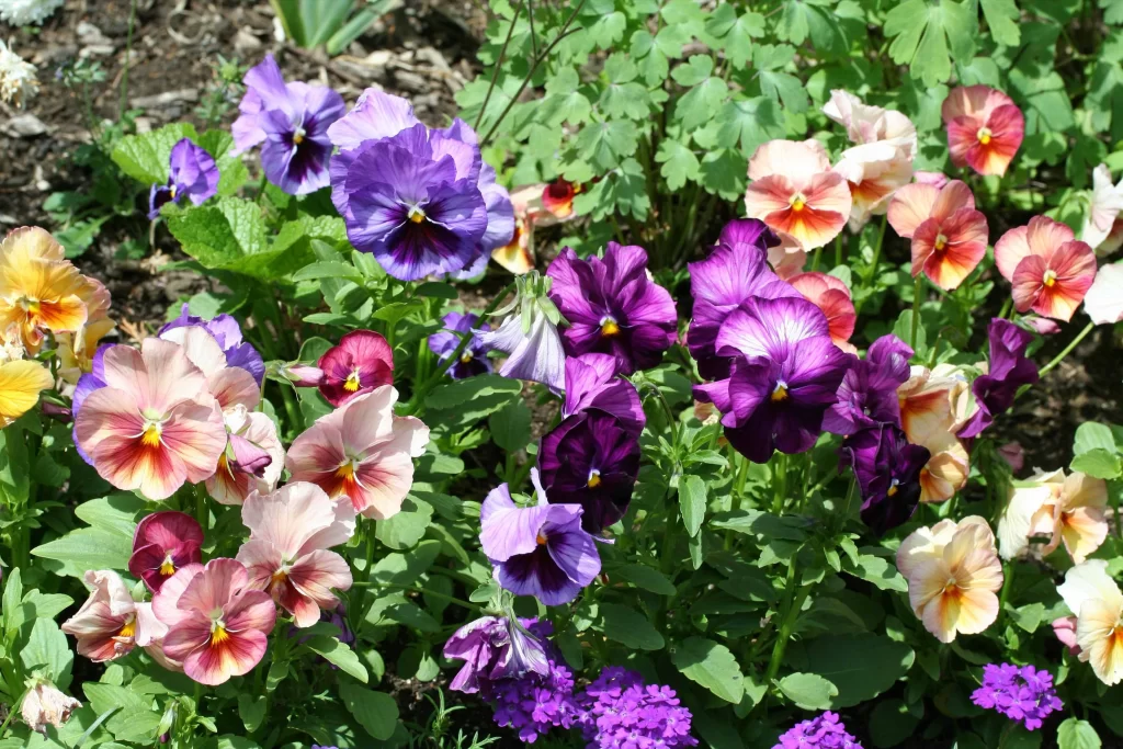 Pansy Purple Orange Yellow Pink Petals Garden