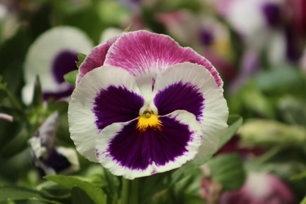 Pansy Purple White Yellow Center Petals
