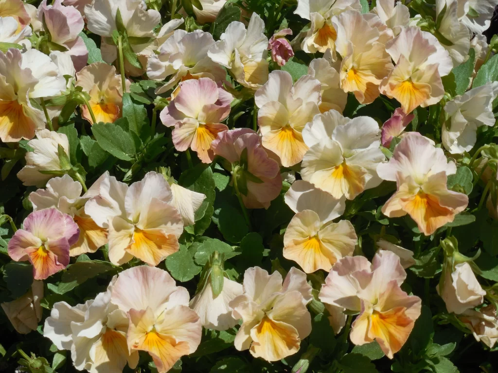 Pansy White Peach Yellow Petals Green Leaves