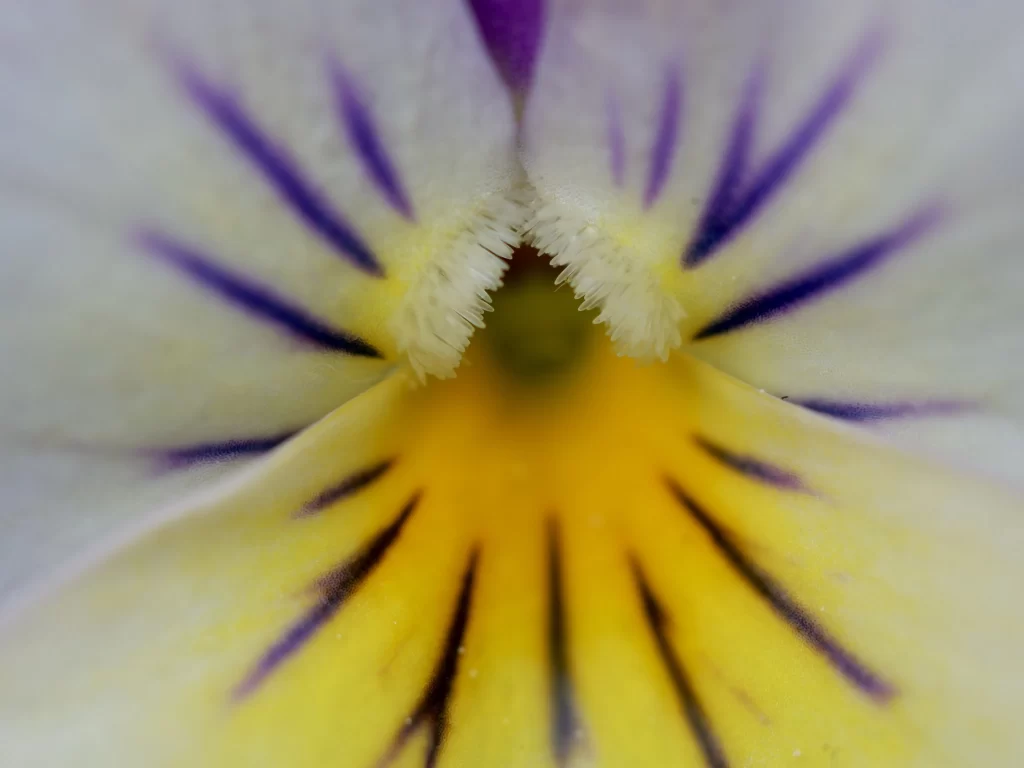 Pansy Yellow Purple Petals Stripes Center