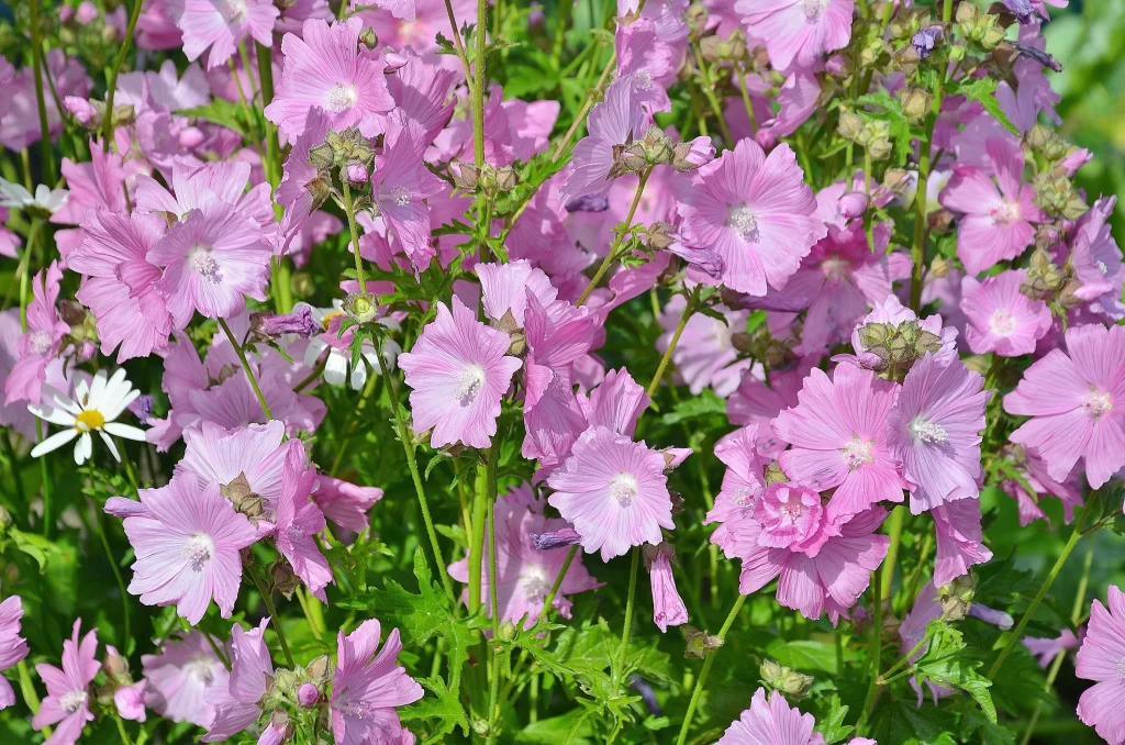 Pink Blooming Petals Dense Green