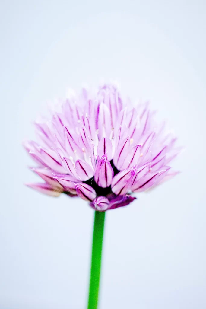Pink Blooming Petals Soft Focus Green Stem
