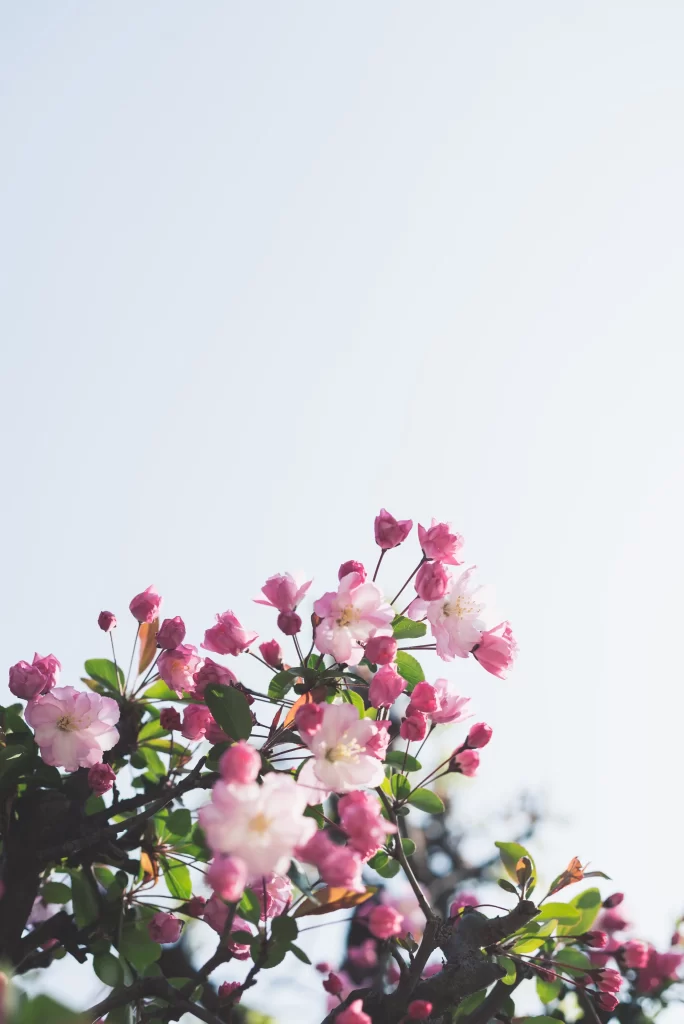 Pink Blossom Petals Branches Sky