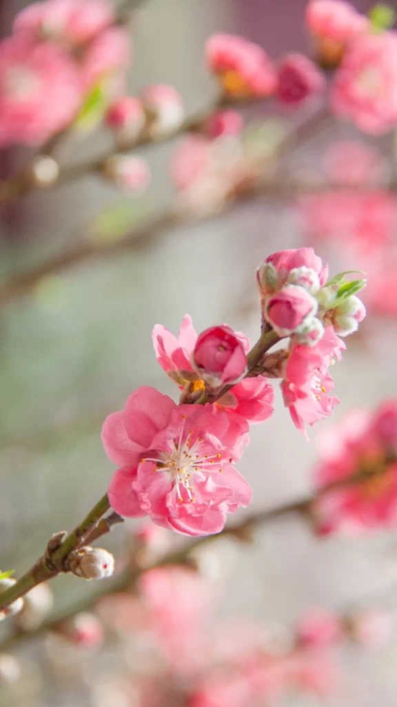 Pink Blossom Petals Branch Bud