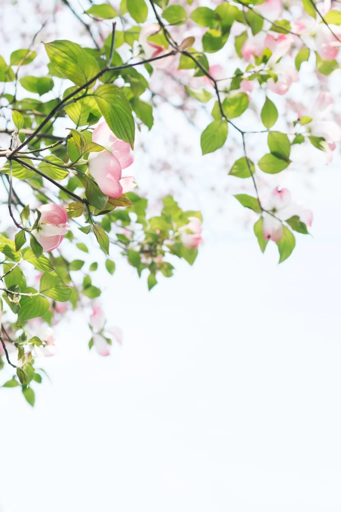 Pink Blossom Petals Green Leaves Branches