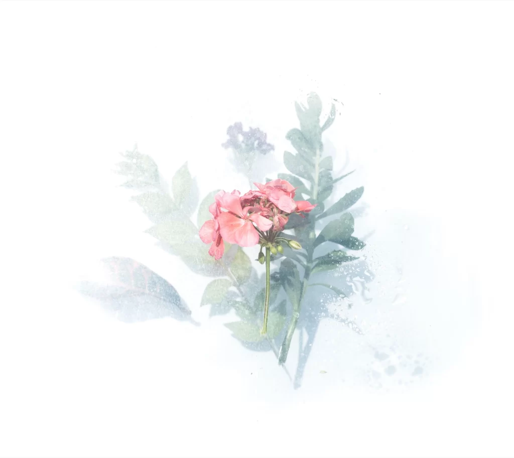 Pink Blossom Petals Green Leaves Delicate