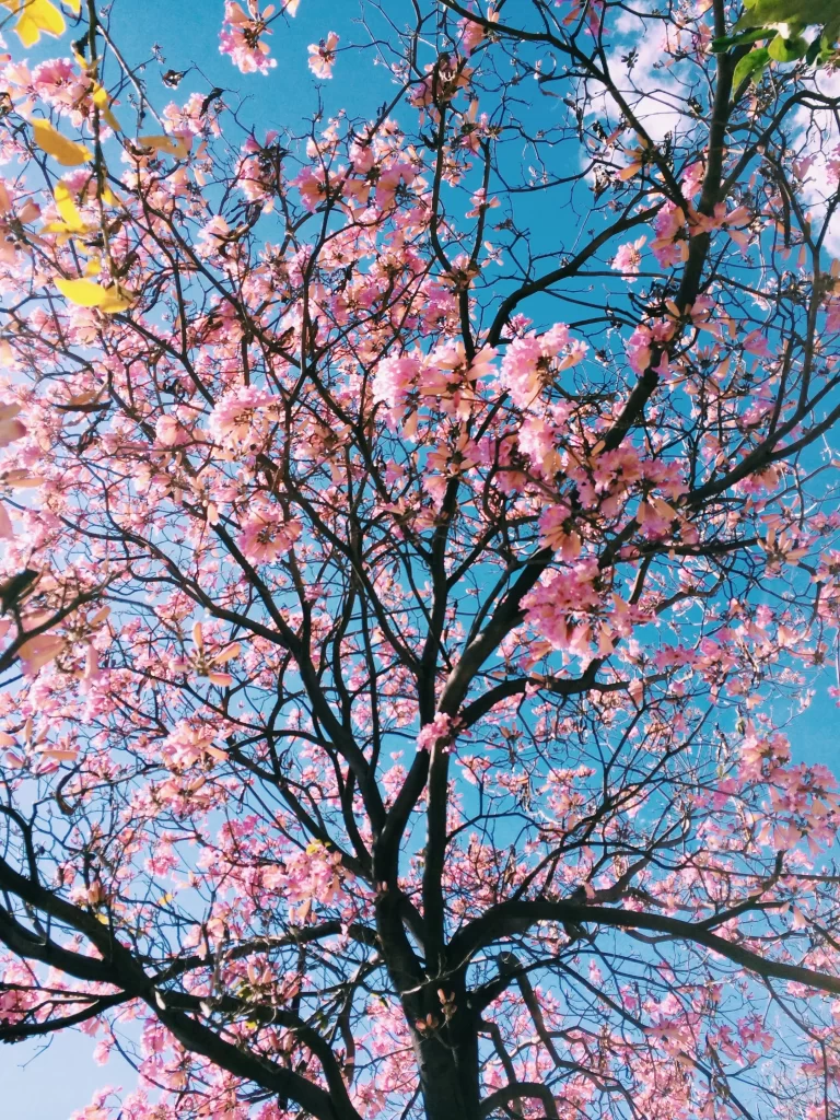 Pink Blossom Tree Branches Blue Sky