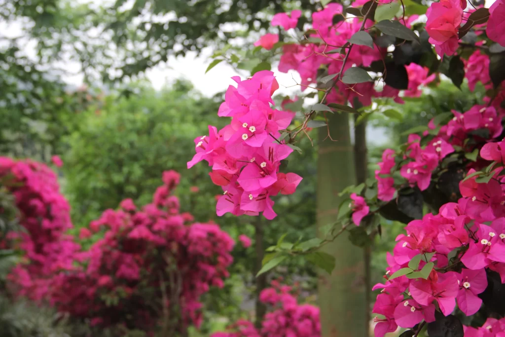 Pink Bougainvillea Bloom Petals Green warm Leaves