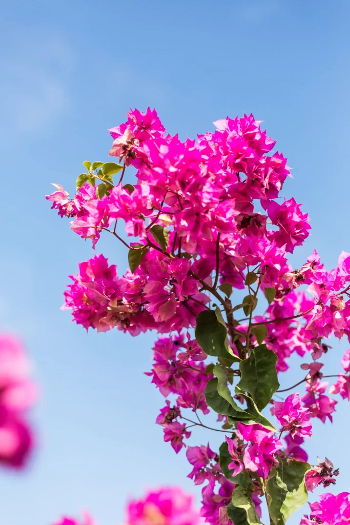 Pink Bougainvillea Bloom Petals Green cool Leaves