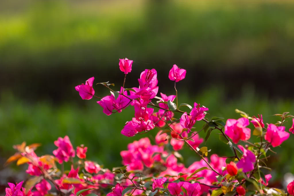 Pink Bougainvillea Bloom Petals Greenery
