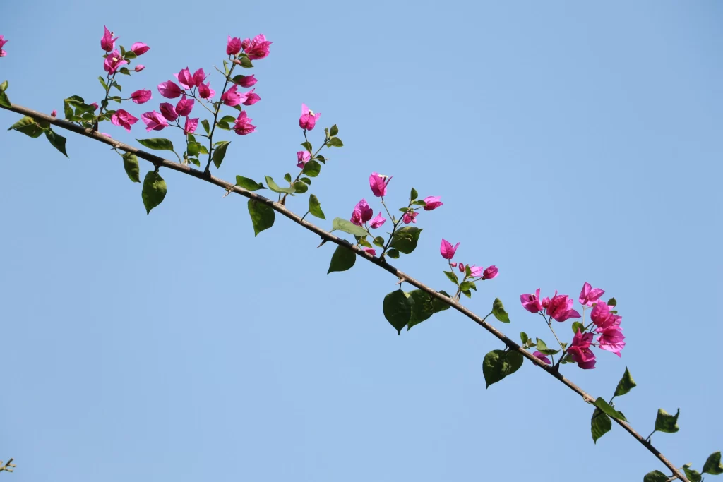 Pink Bougainvillea Blooms Petals Branch Sky