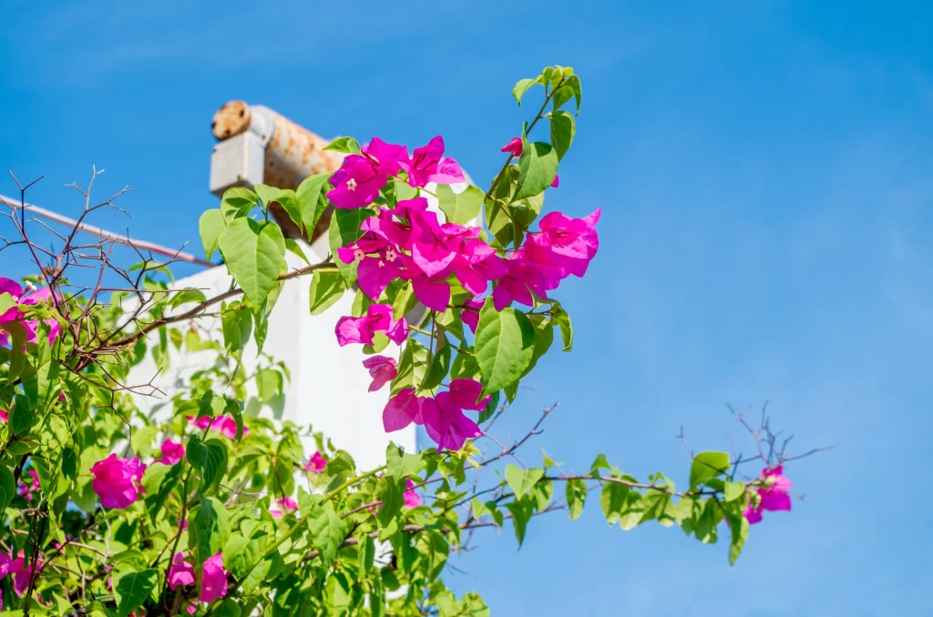 Pink Bougainvillea Blooms Petals Green Leaves Blue Sky