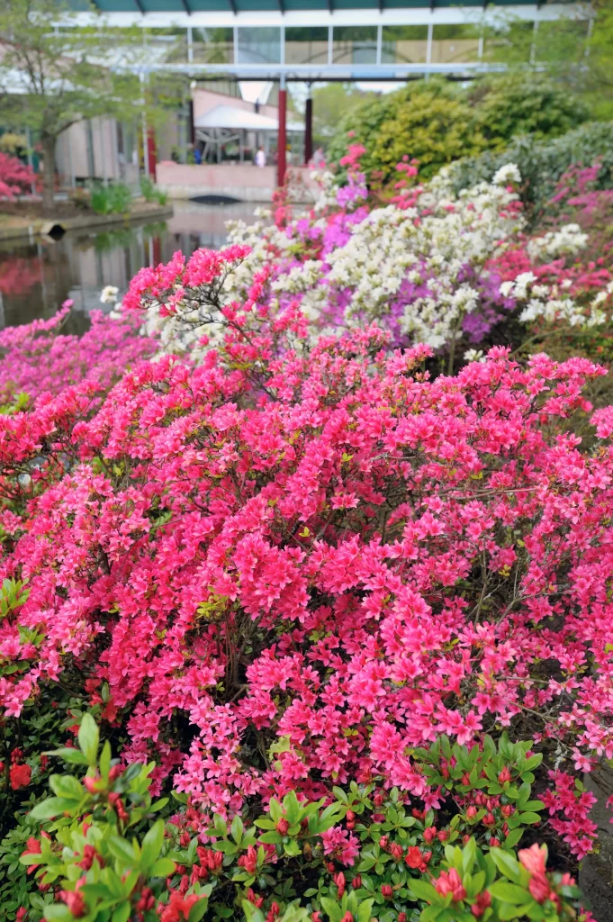 Pink Bougainvillea Bush Blooms Green Leaves