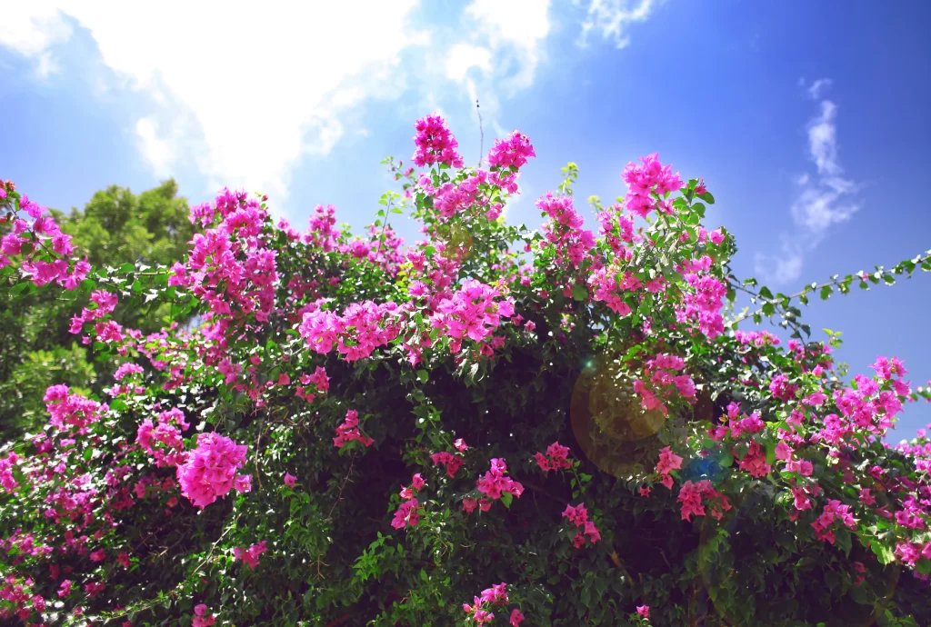 Pink Bougainvillea Bush Petals Sunlight Blue Sky